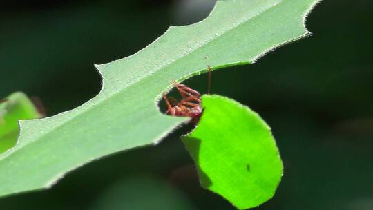 切叶蚁在雨林中切叶