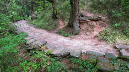 蜀道森林步道