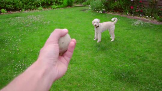 男子手掷球。狗玩玩具。白色贵宾犬追逐球