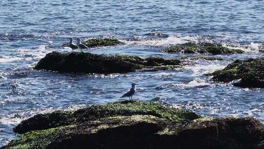海边礁石群海鸥栖息飞翔慢镜头海浪拍打礁石