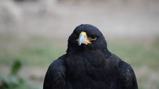 一只黑鸟望着摄像机