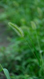 生机勃勃的狗尾巴草