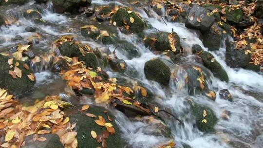 小溪流过森林里长满青苔的石头视频素材模板下载
