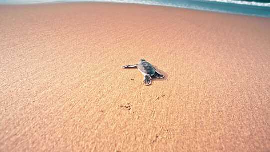 小海龟向海洋爬行