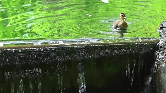夏日池塘母鸭子带着小鸭子觅食戏水合集
