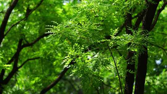 洛阳夏日大自然阳光下的植物空镜头