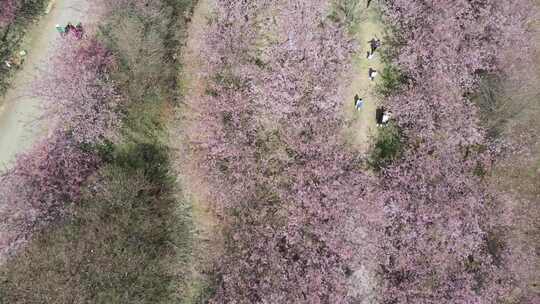 航拍长沙贝拉小镇樱花园开满樱花