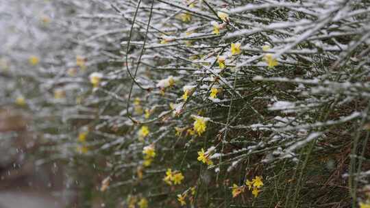 春天雪中的迎春花空境升格