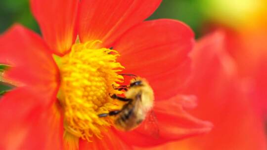 3744_蜜蜂在给一朵橘花授粉视频素材模板下载