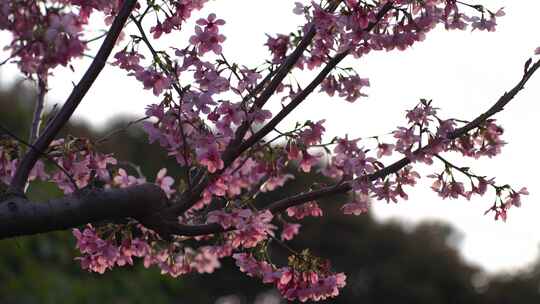 桃花特写桃树树枝花朵视频素材模板下载