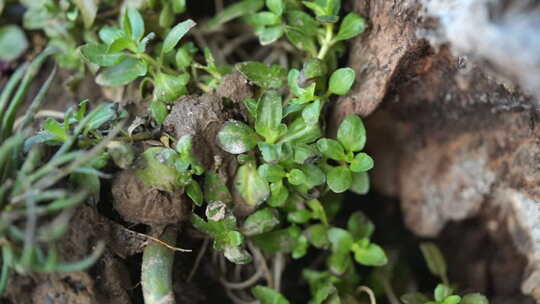 植物 绿色 盆栽 养殖