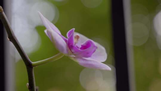 紫色的兰花花苞