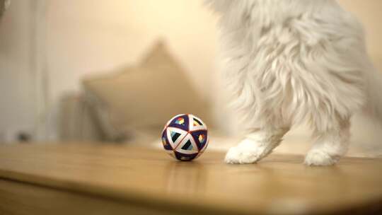宠物猫玩耍毛线球视频素材模板下载