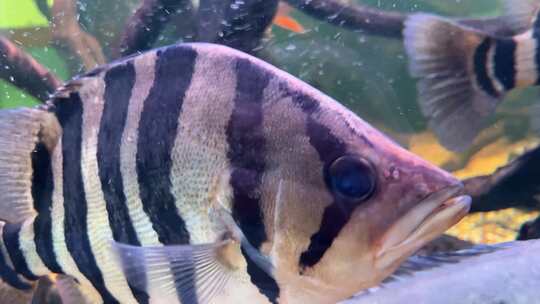 海缸水族馆海水鱼深海鱼海底世界