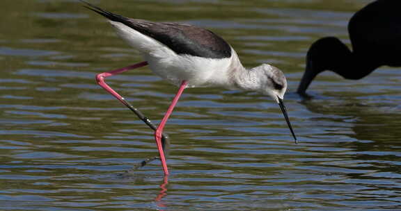 黑翅高跷（Himantopus hima