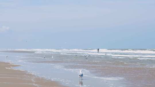 海边沙滩海鸥