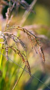 4K升格实拍秋天稻田里成熟饱满的稻穗竖屏
