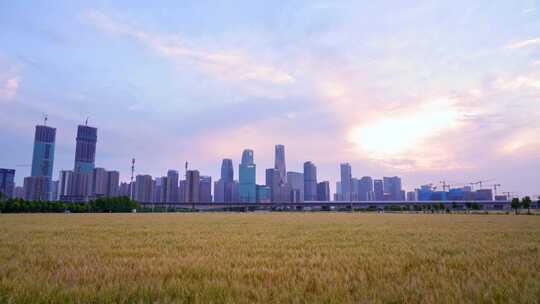 杭州城市建筑与麦田风景