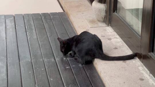 酒店里的黑猫