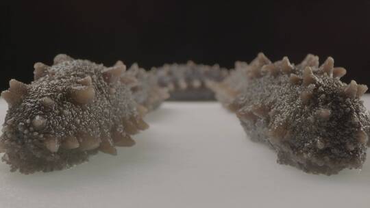 海参25mm超微距移动拍摄LOG视频素材