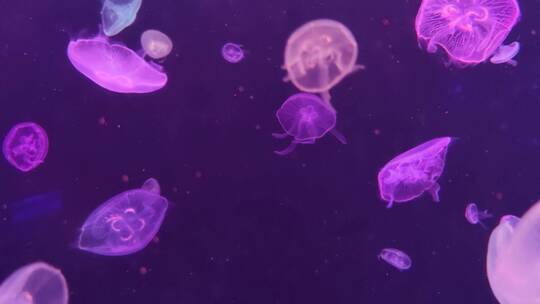 水母活体