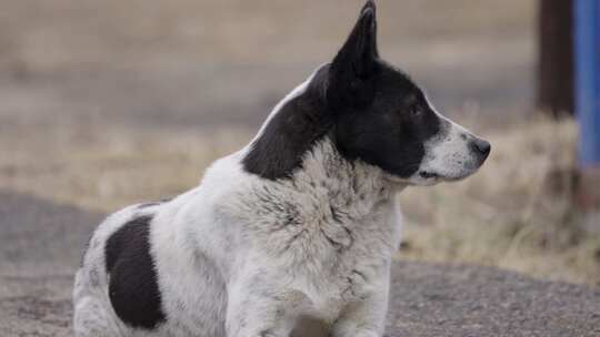 中华田园犬