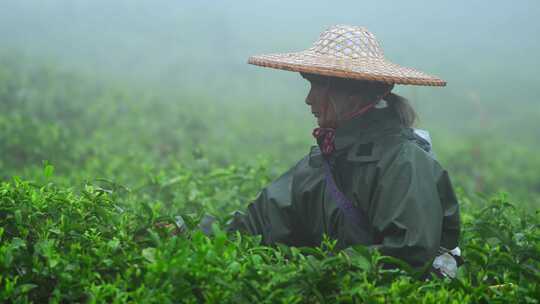 毛尖春茶白茶绿茶茶叶手工茶采摘