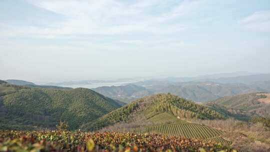 山顶高山茶树绿树植物风景空镜运镜