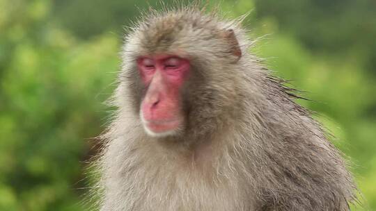 日本猴子特写