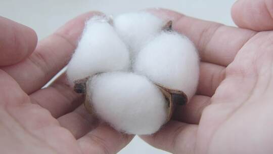 棉花特写 新疆棉