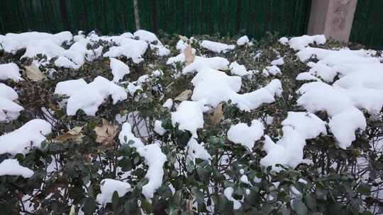 雪景中的植物空境