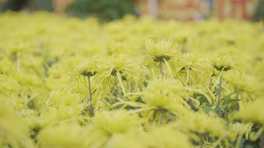 秋天 菊花展 菊花 园艺 园林景观