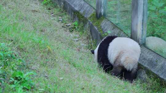 国宝大熊猫视频素材模板下载