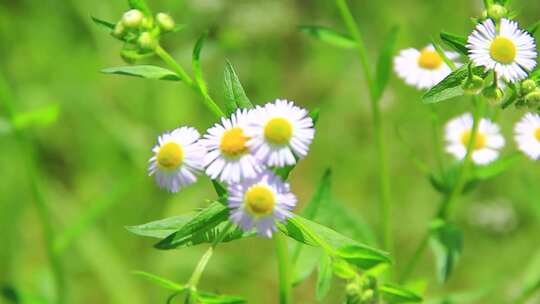 夏天户外的白色野花小雏菊山花实拍素材