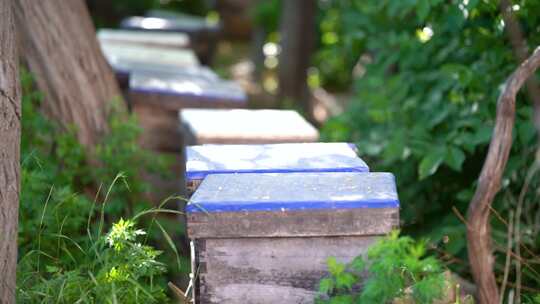 蜜蜂 养蜂人 蜂农