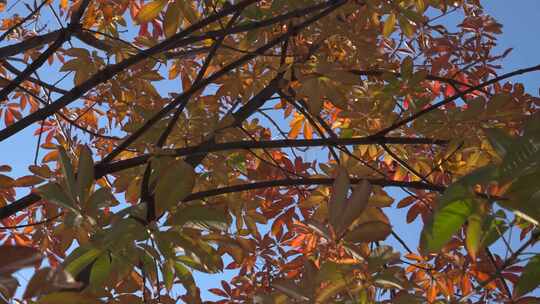 秋天红叶、树视频素材模板下载