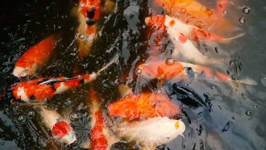 水中美丽的锦鲤锦鲤吃好运连连红色锦鲤