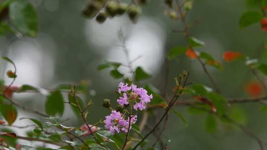 秋天白露节气雨中的紫薇花