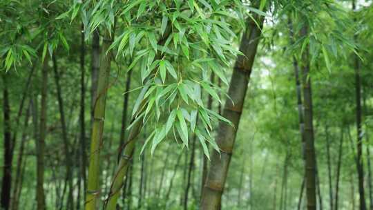 下雨天竹林景观特写，竹节挺拔竹叶繁茂