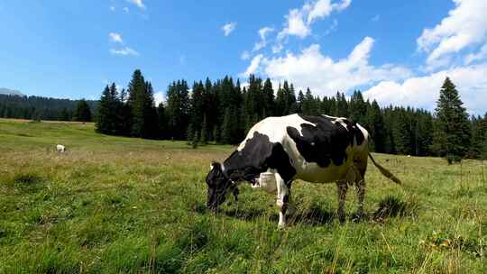 吃草的奶牛有机牧场草饲奶牛天然牧场