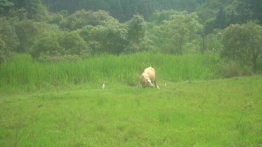 牛在悠闲的吃草