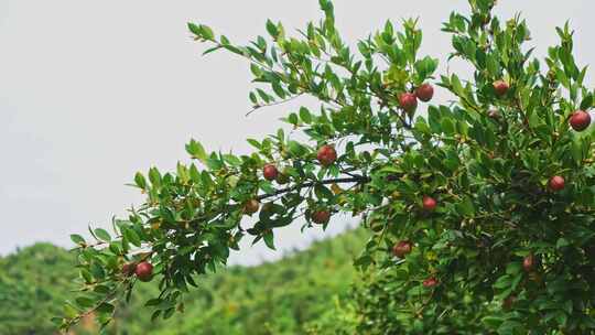 茶油果 油茶果 油茶种植