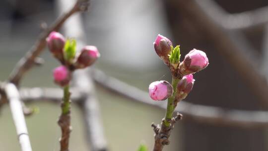 桃花梅花花蕾花苞花骨朵开花