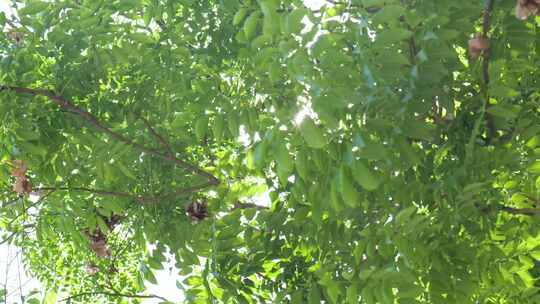 阳光森林树叶夏日自然大自然树林夏天夏季