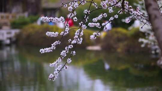 春天山桃花红