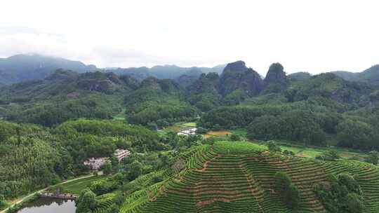 茶园 采茶 茶园空景航拍