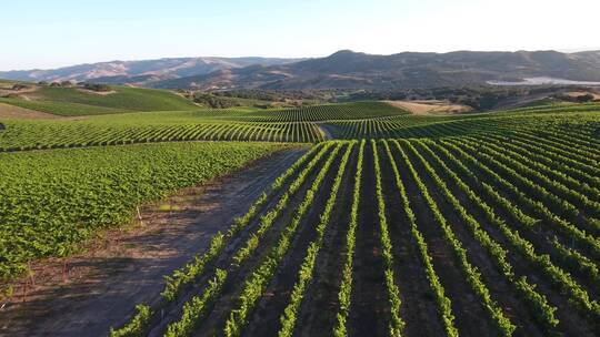 加州圣塔丽塔产区葡萄种植区