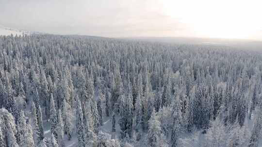 森林空中白雪覆盖的树木