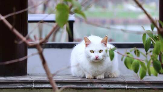 白色可爱的小猫咪