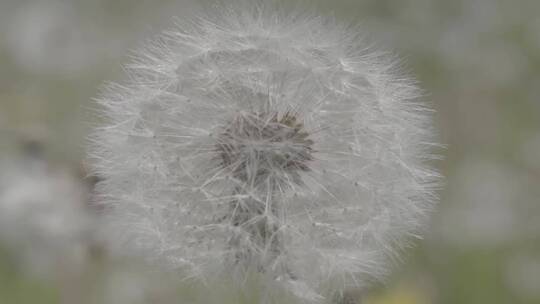 野花野草蒲公英LOG